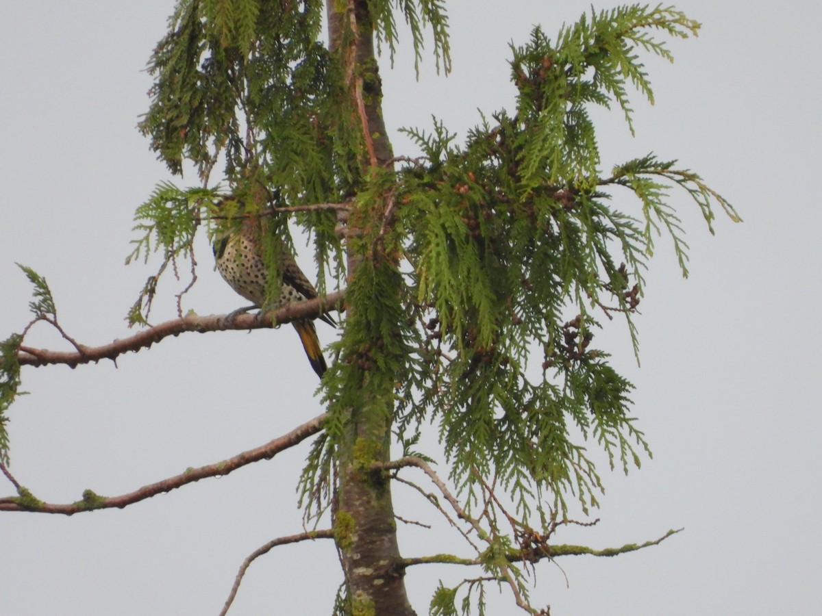 Altın Ağaçkakan (luteus x cafer) - ML647662733