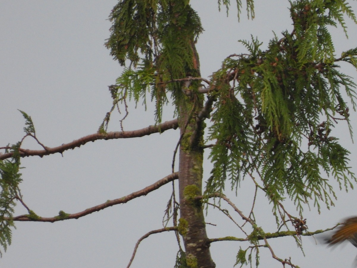 Altın Ağaçkakan (luteus x cafer) - ML647662734