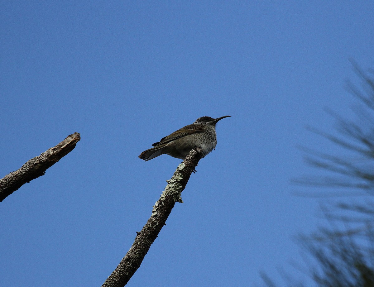 Barred Honeyeater - ML647662741