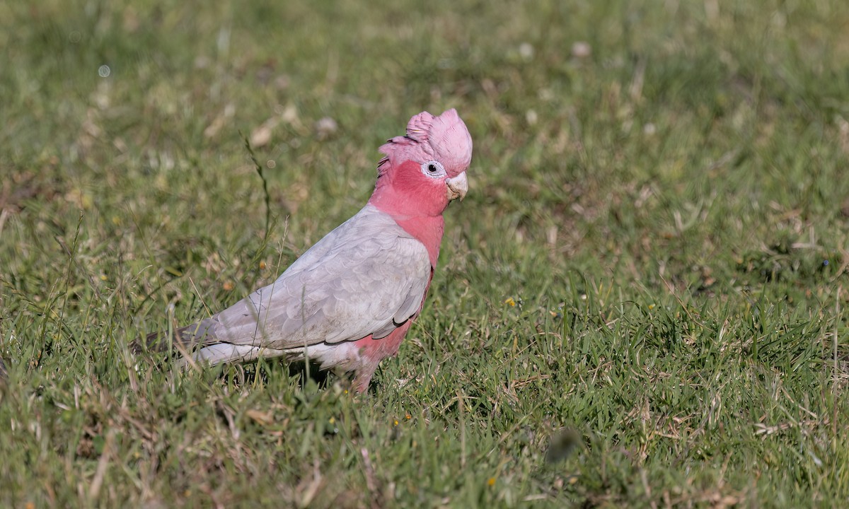 Galah - ML647662747