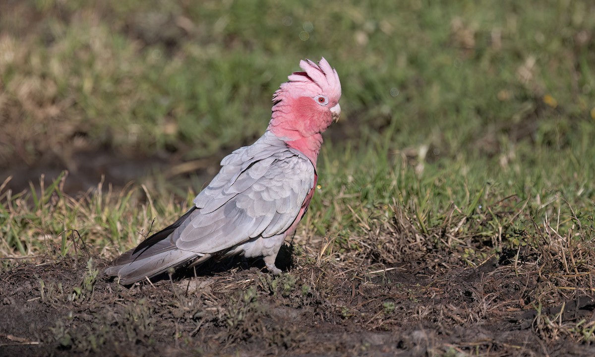 Galah - ML647662748