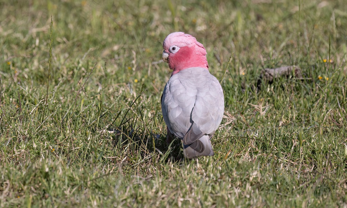 Galah - ML647662749