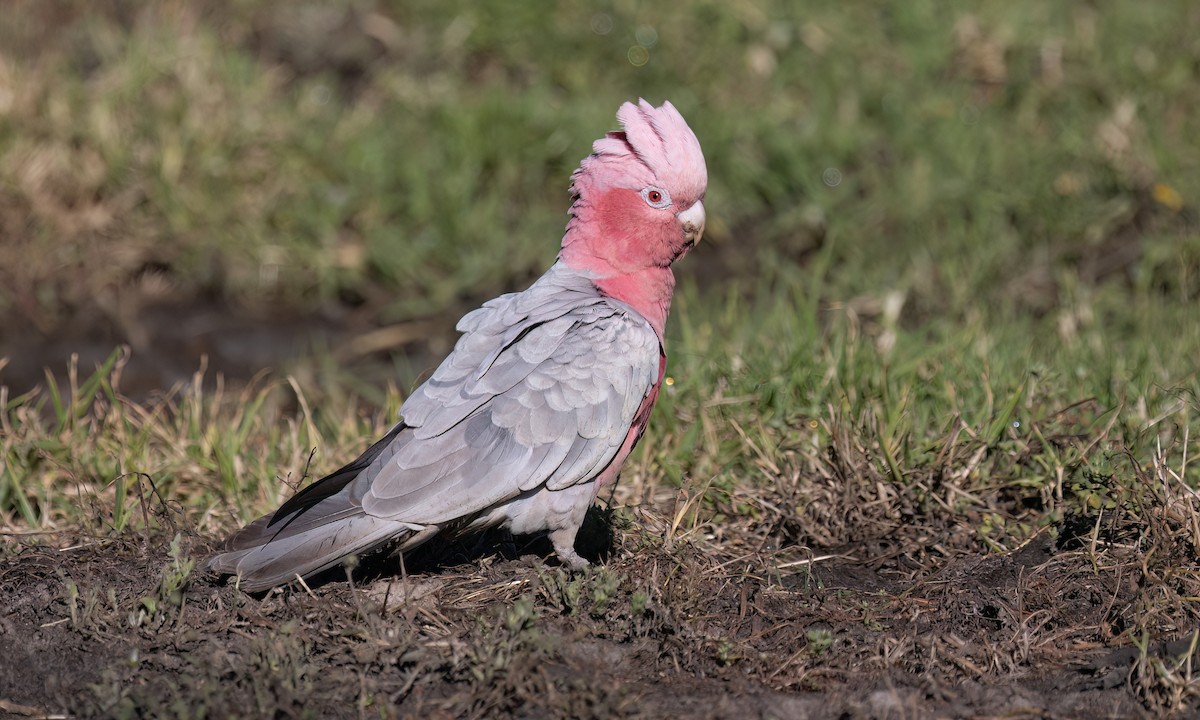 Galah - ML647662750