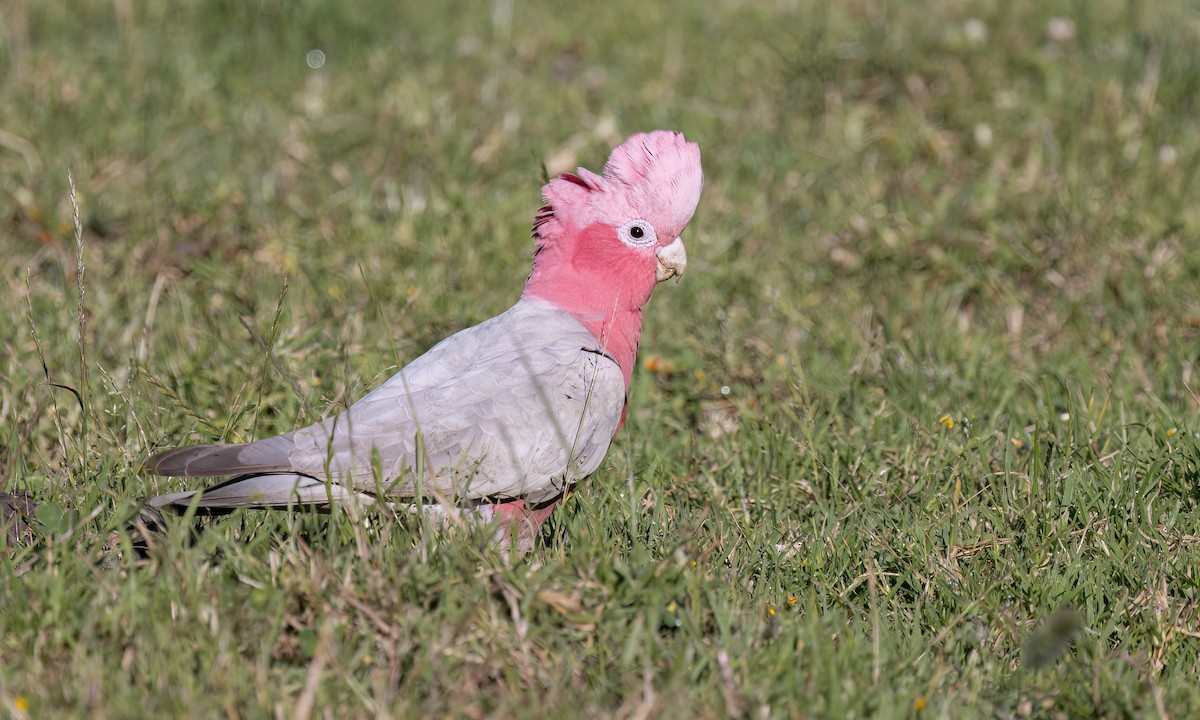 Galah - ML647662751
