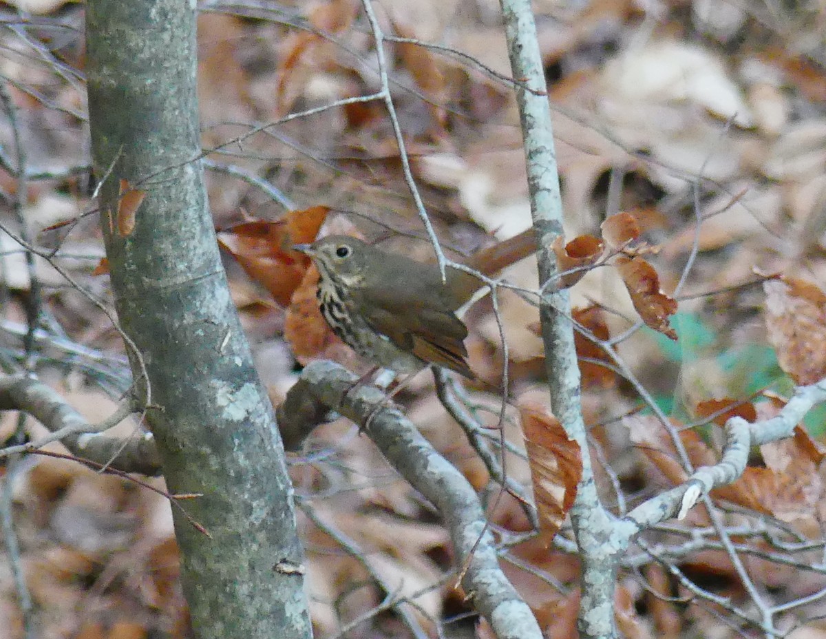 Hermit Thrush - ML647662757