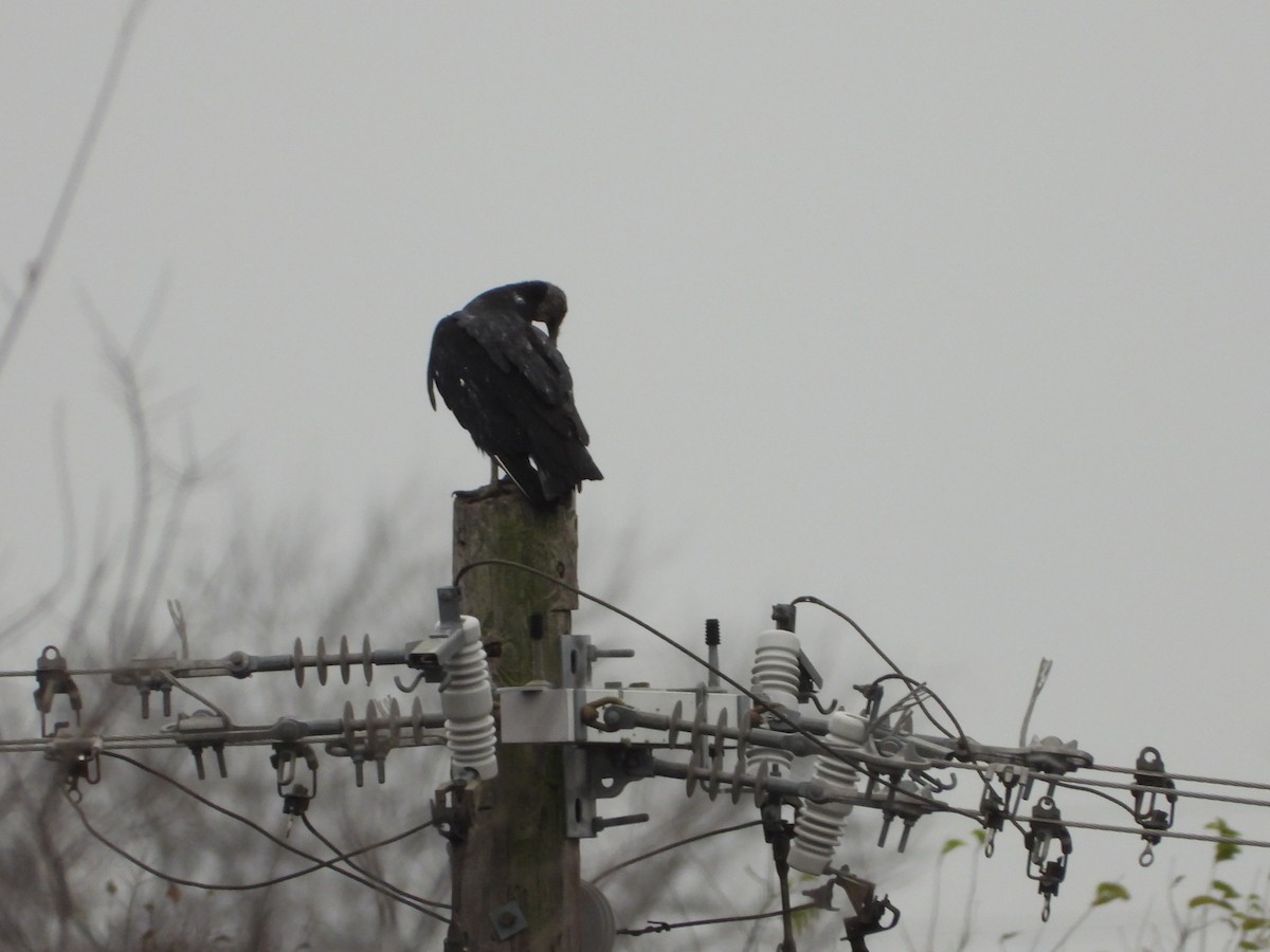 Катарта чорна - ML647662785