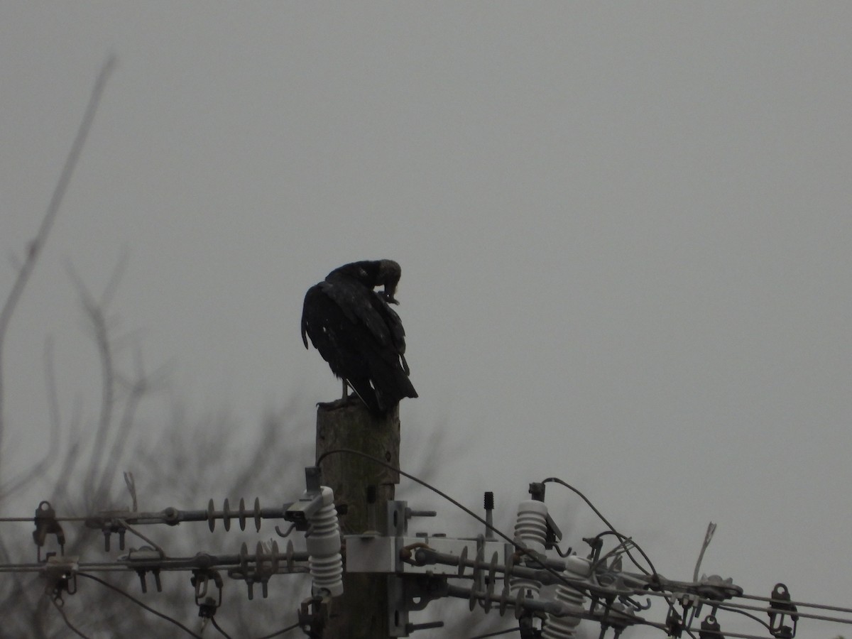 Катарта чорна - ML647662786