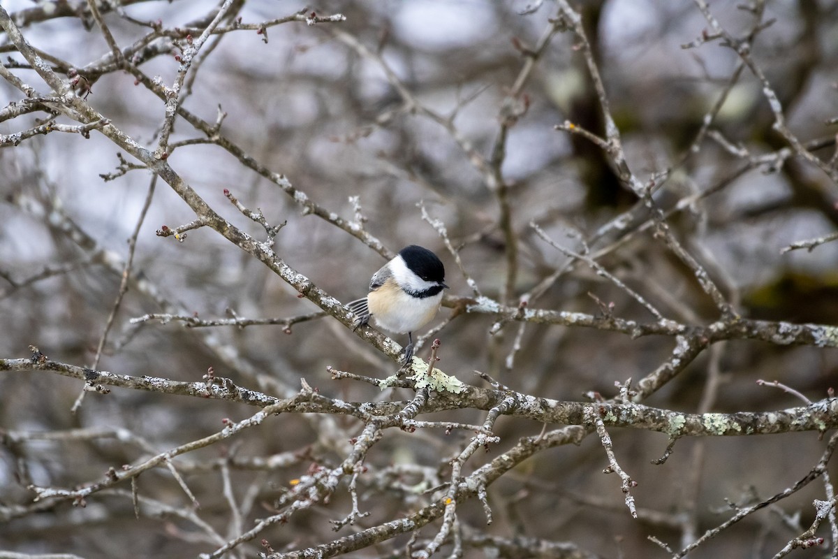 Black-capped Chickadee - ML647662800