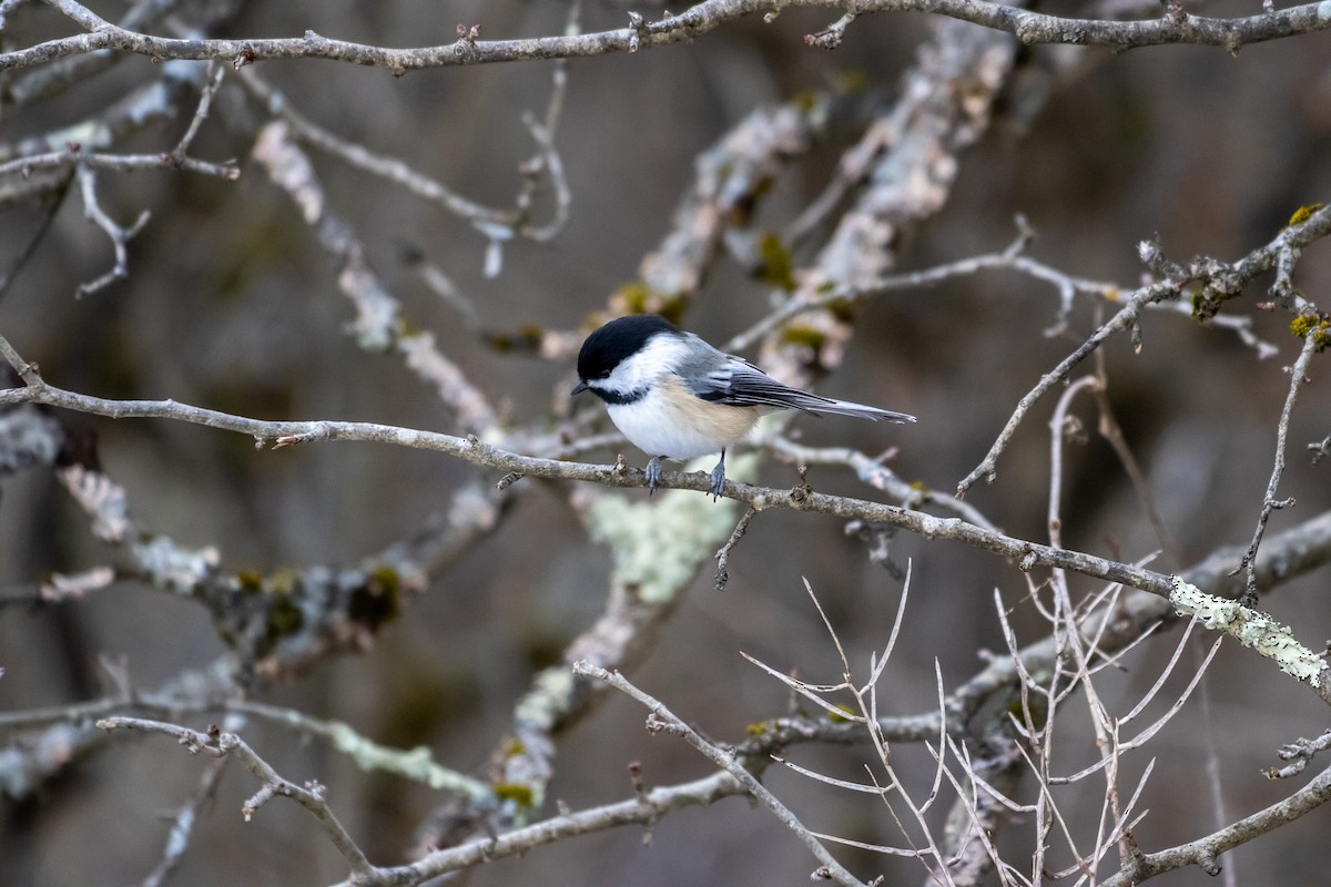 Black-capped Chickadee - ML647662801