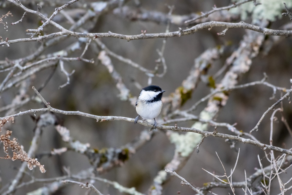 Black-capped Chickadee - ML647662802