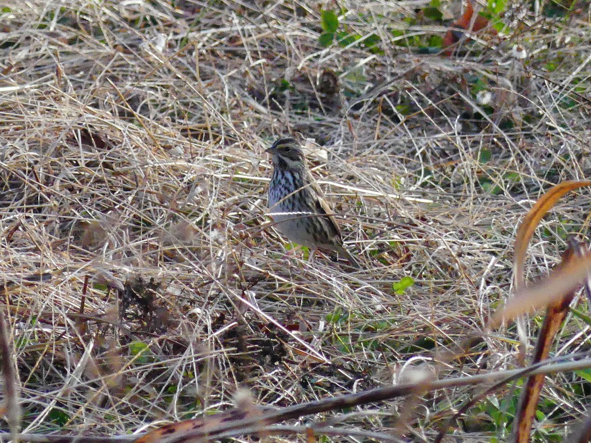 Savannah Sparrow - ML647662807