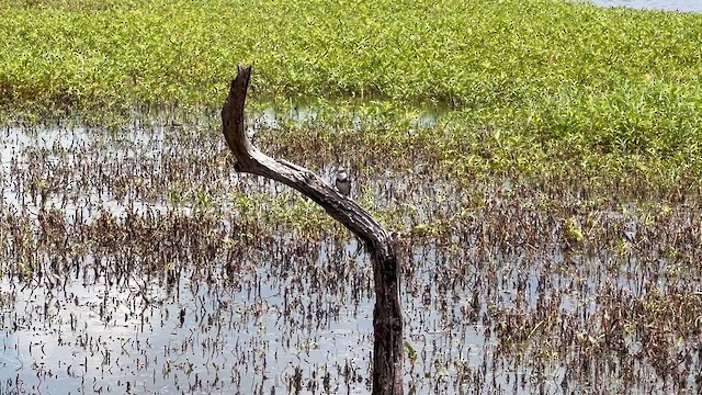 Ластівка білогорла - ML647662819