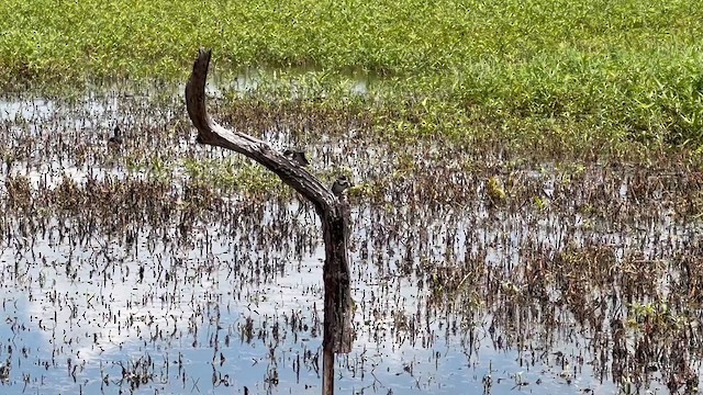 Ластівка білогорла - ML647662820