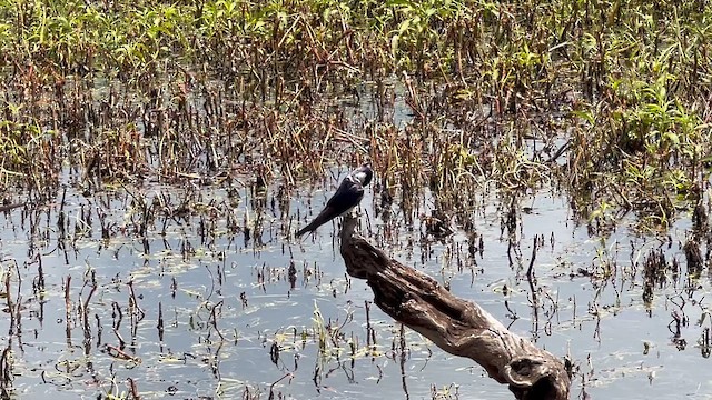 Ластівка білогорла - ML647662821