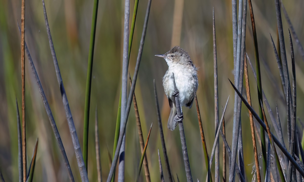 Australian Reed Warbler - ML647662831
