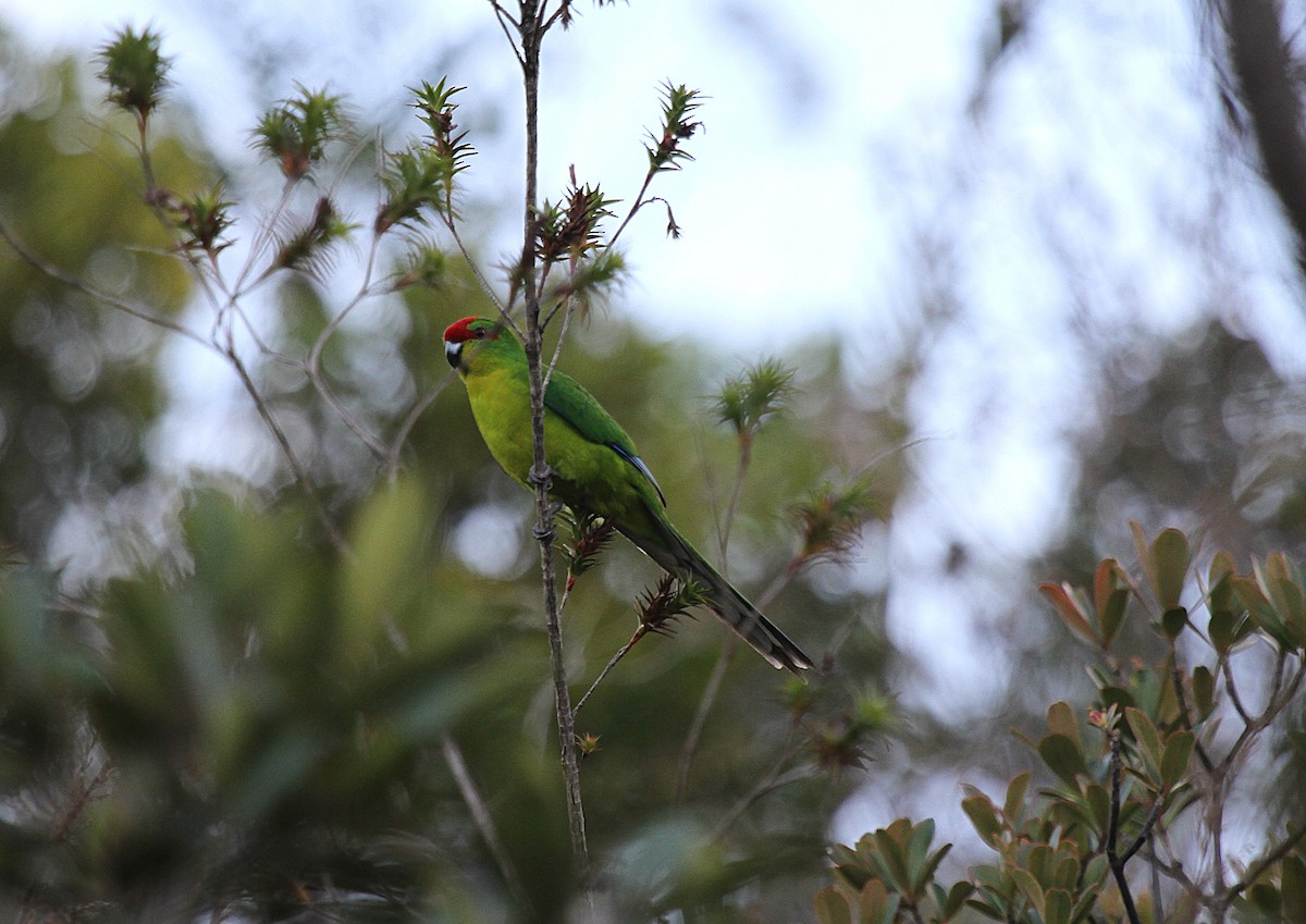 New Caledonian Parakeet - ML647662835