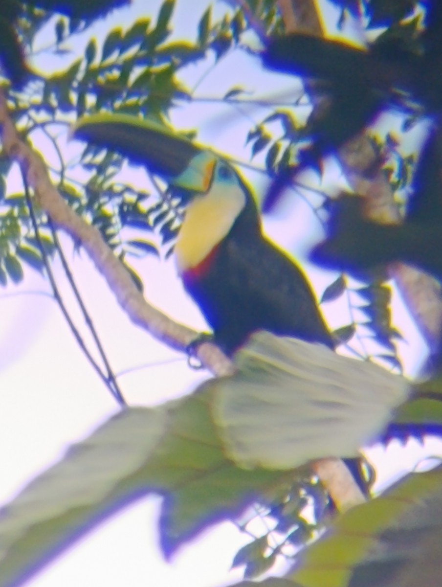 Channel-billed Toucan - ML647662850