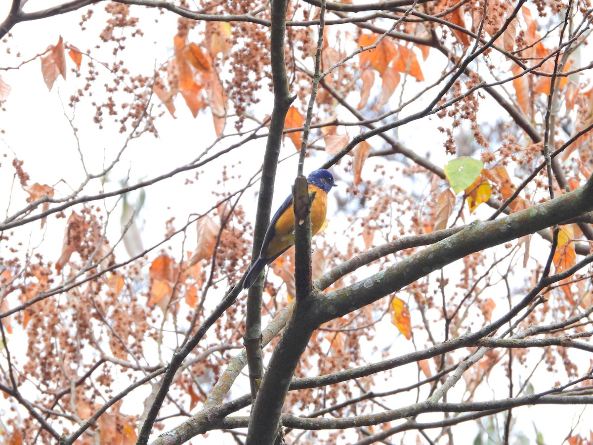 Нільтава вогниста - ML647662856