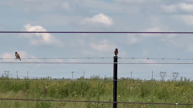 Трав'янка африканська - ML647662862