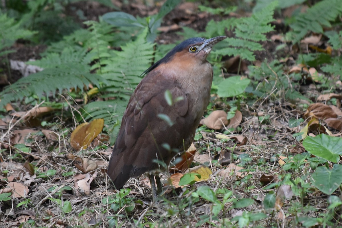 Malay Gece Balıkçılı - ML647662863