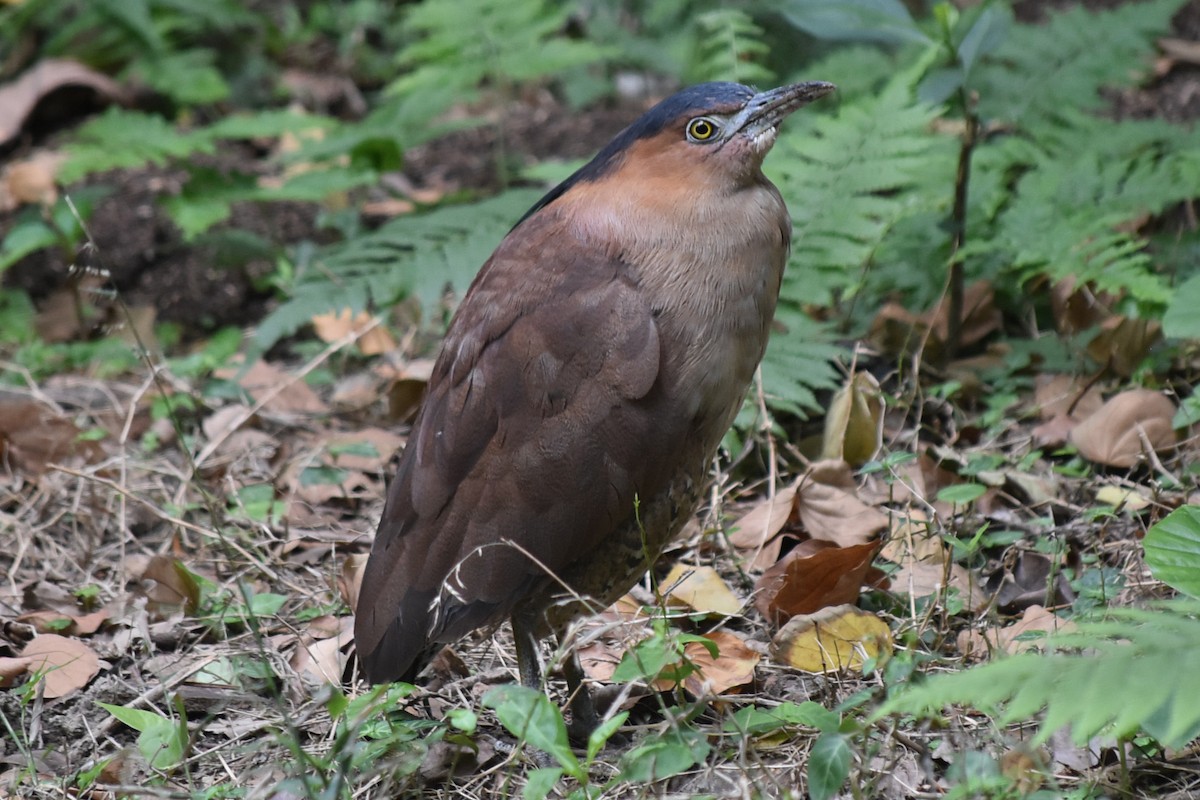 Malay Gece Balıkçılı - ML647662864