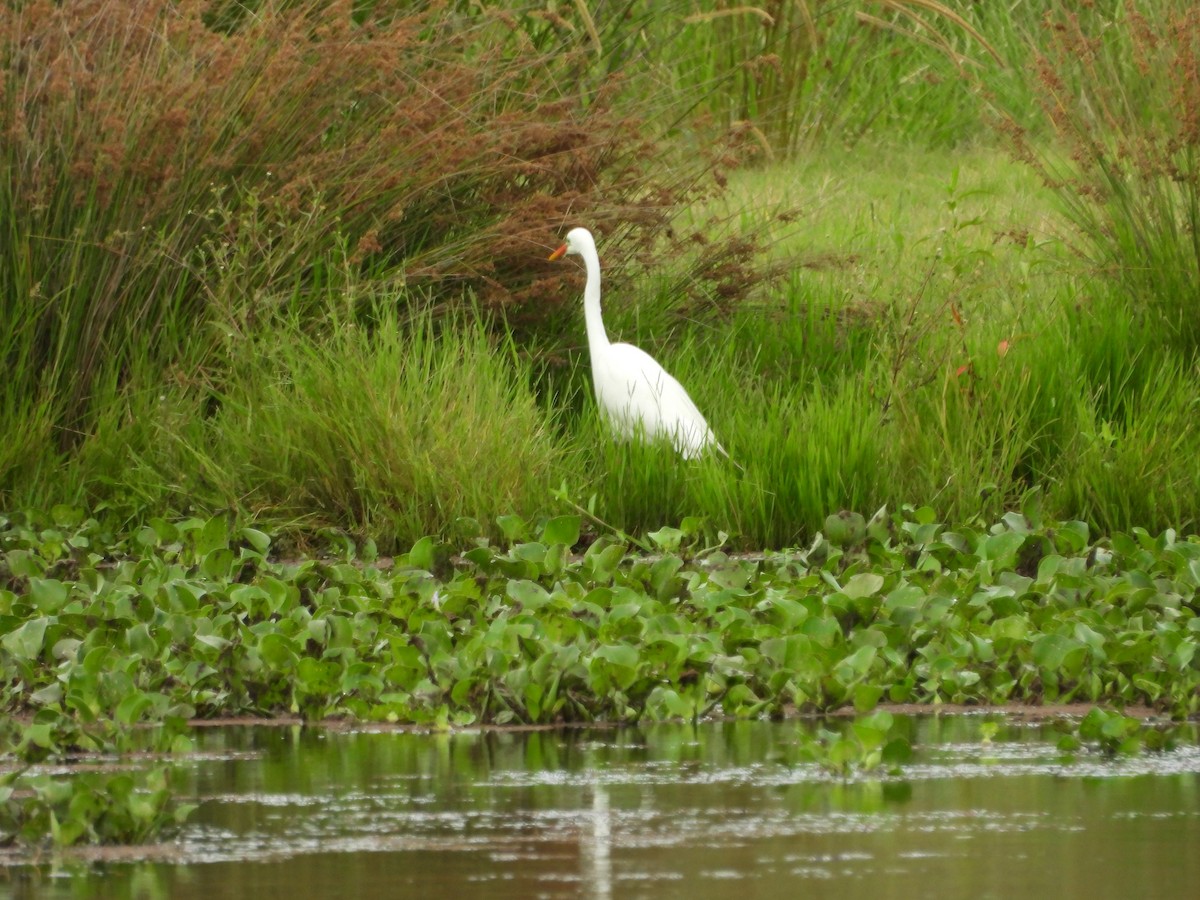Plumed Egret - ML647662872