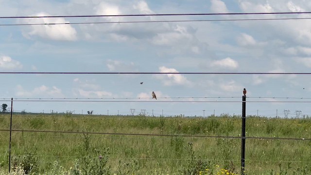 Квелія червонодзьоба - ML647662873