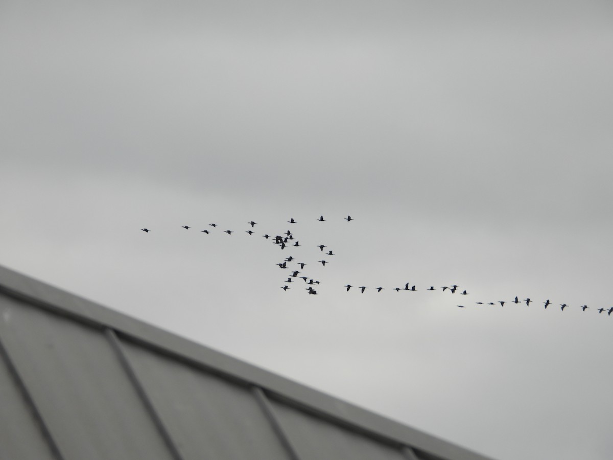 Баклан вухатий - ML647662875