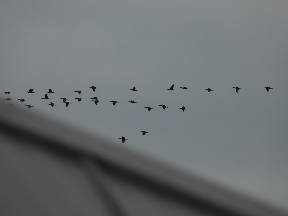 Баклан вухатий - ML647662876