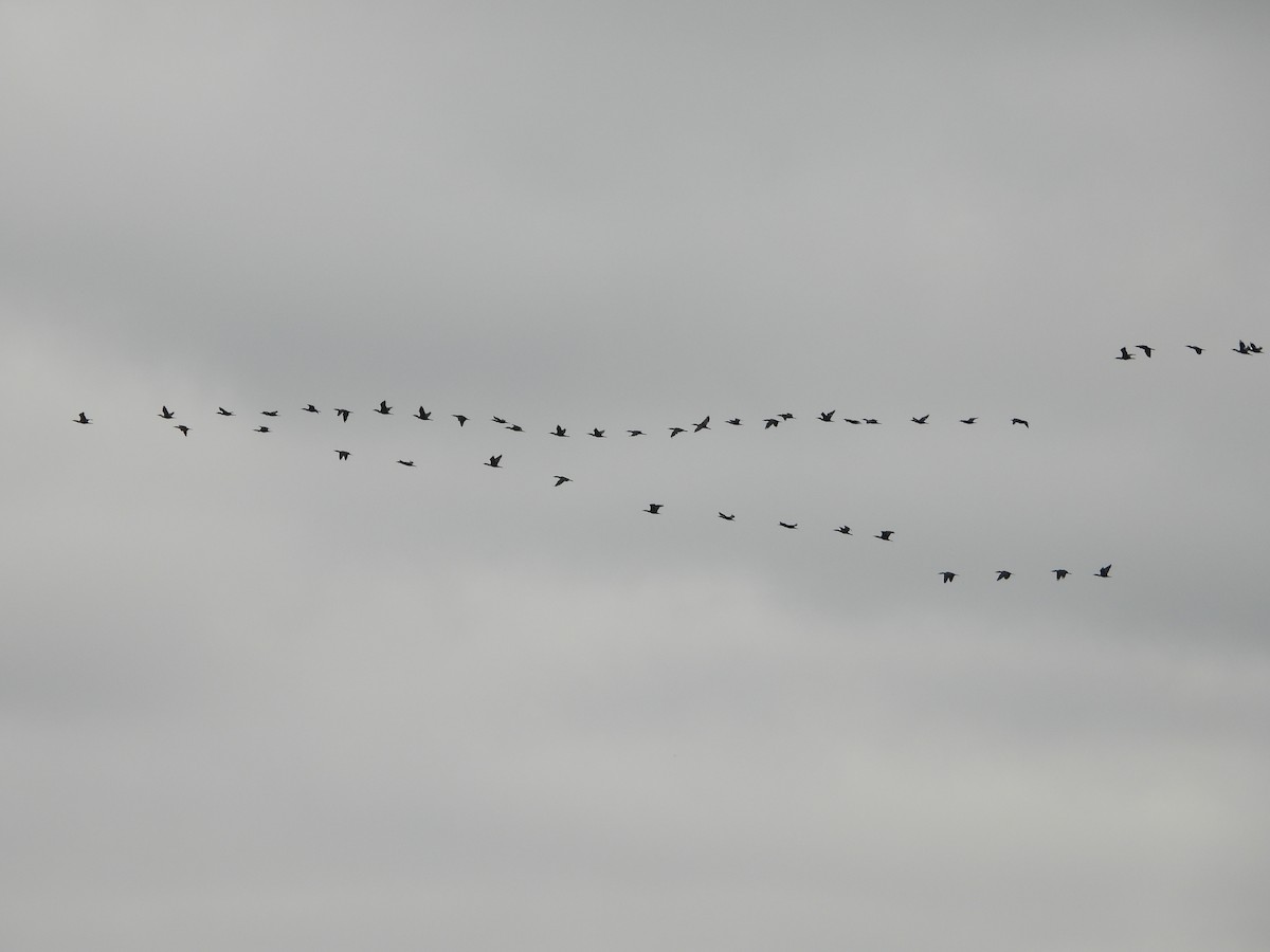 Баклан вухатий - ML647662877