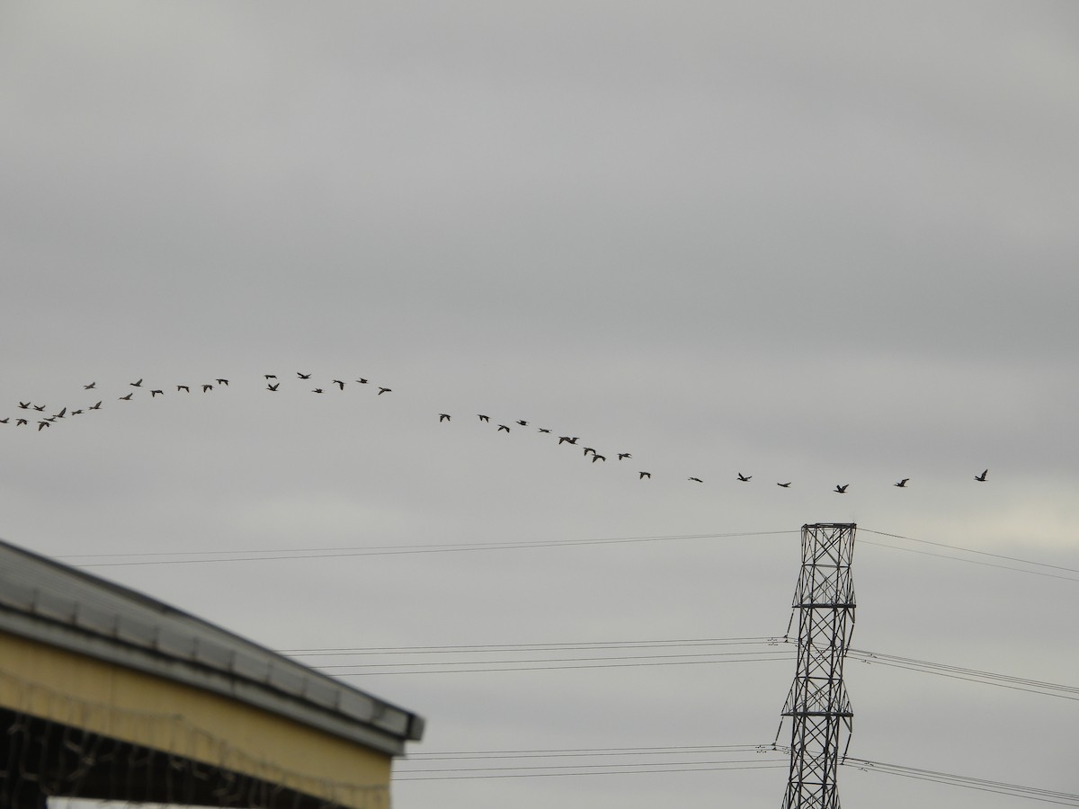 Баклан вухатий - ML647662878