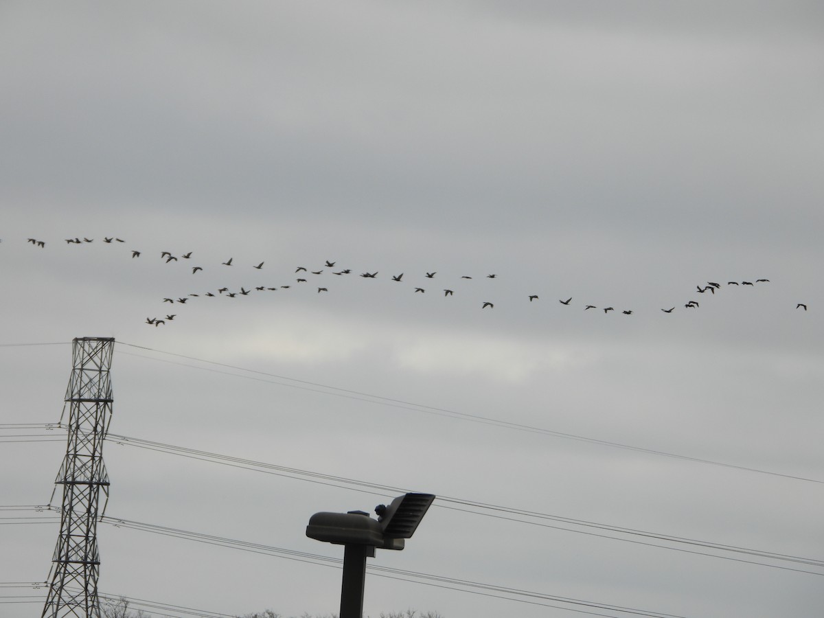 Баклан вухатий - ML647662880