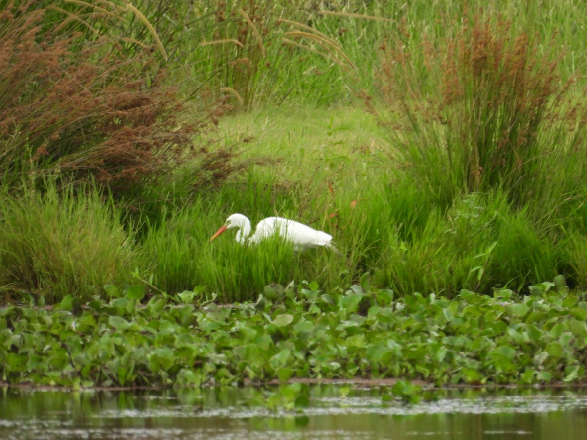 Plumed Egret - ML647662881