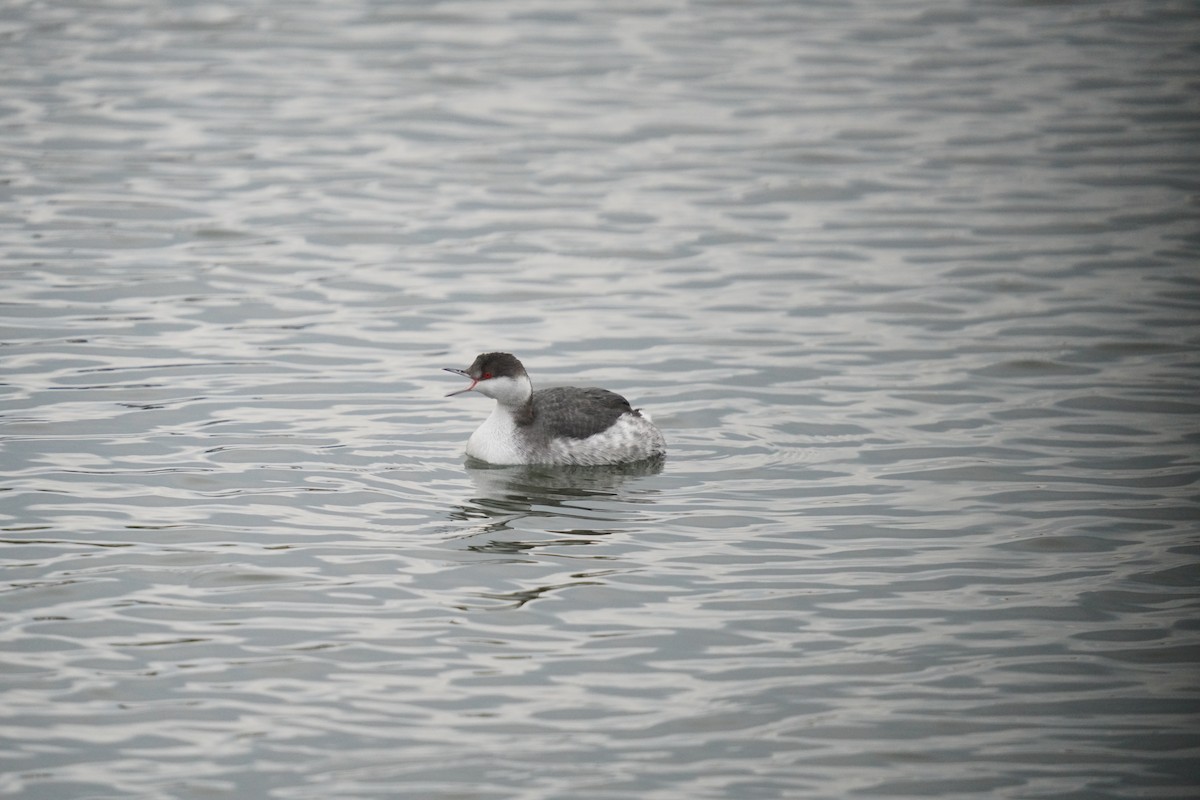 Пірникоза червоношия - ML647662882