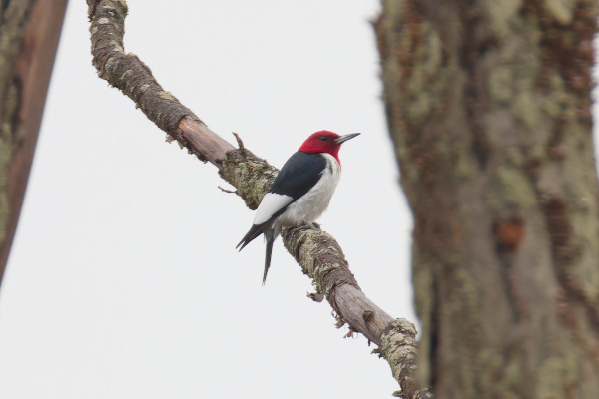 Гіла червоноголова - ML647662884