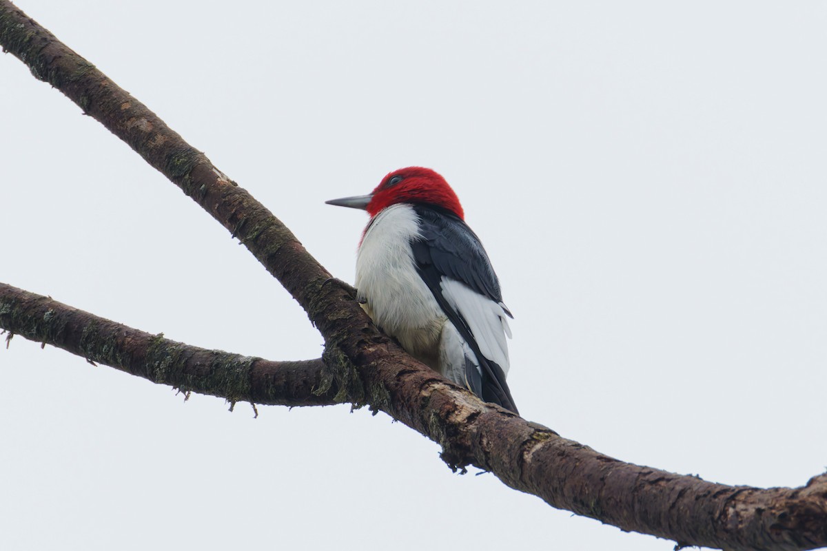 Гіла червоноголова - ML647662885