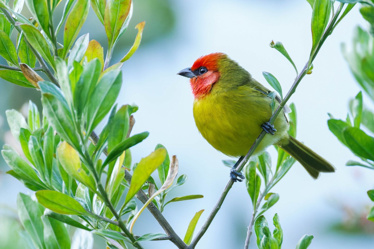 Піранга червоноголова - ML647662886