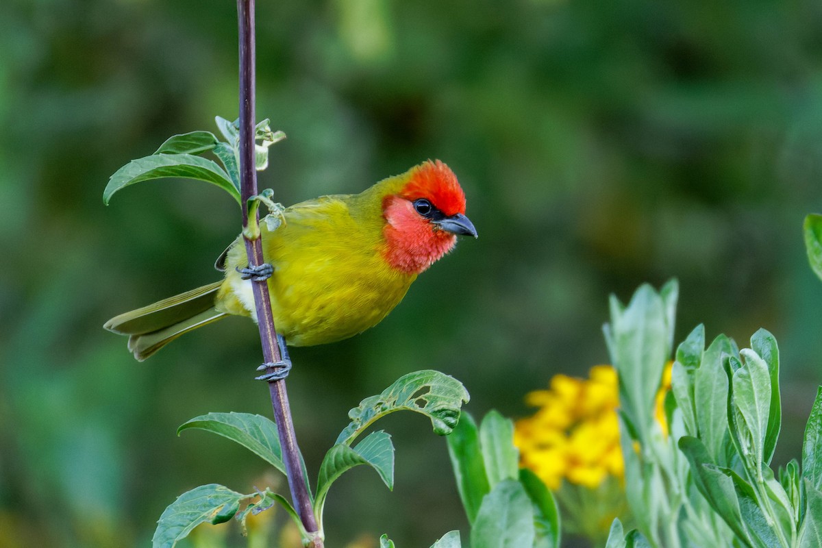 Піранга червоноголова - ML647662887