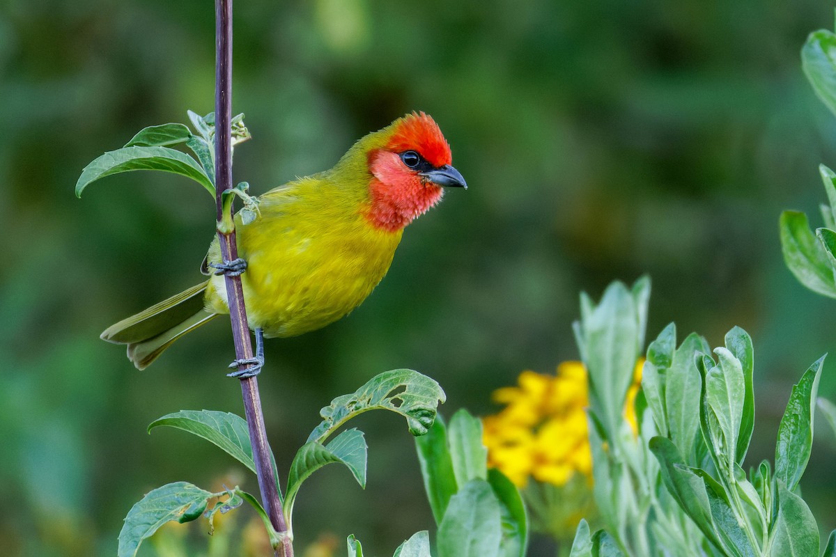Піранга червоноголова - ML647662888