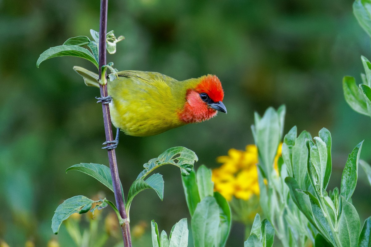 Піранга червоноголова - ML647662889