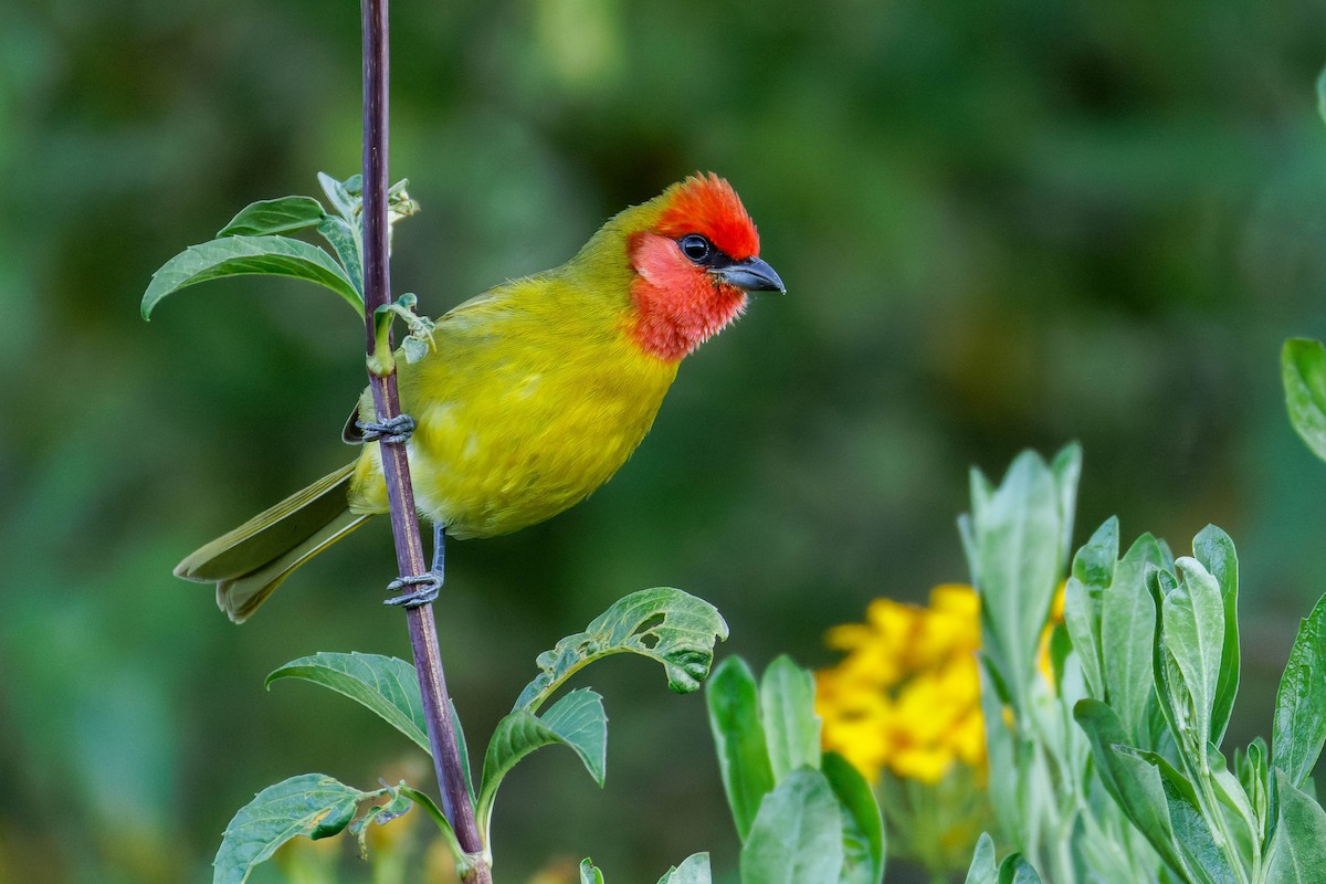 Піранга червоноголова - ML647662890