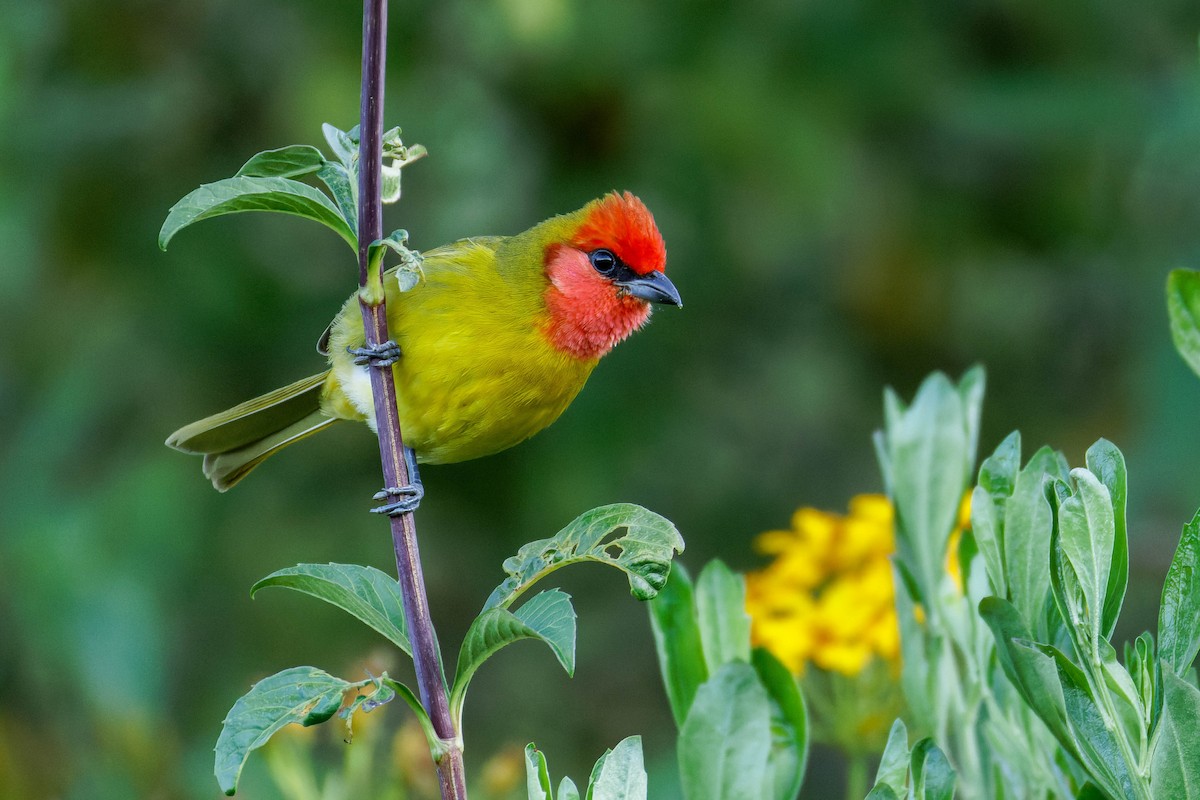 Піранга червоноголова - ML647662891