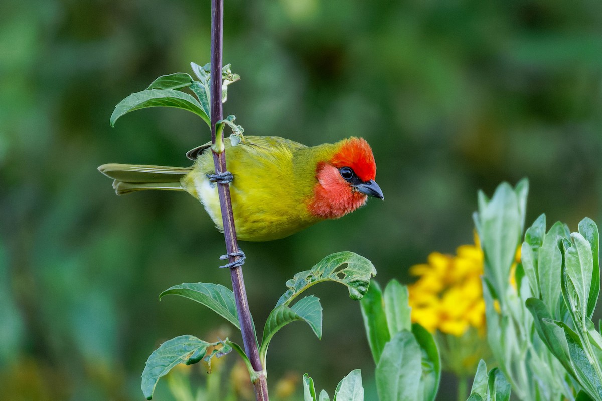 Піранга червоноголова - ML647662892