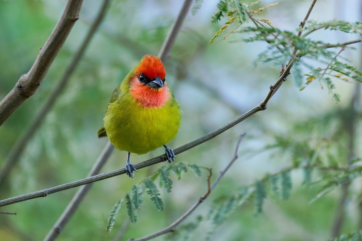 Піранга червоноголова - ML647662893