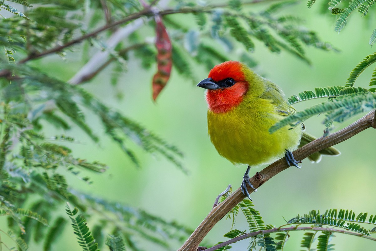 Піранга червоноголова - ML647662894