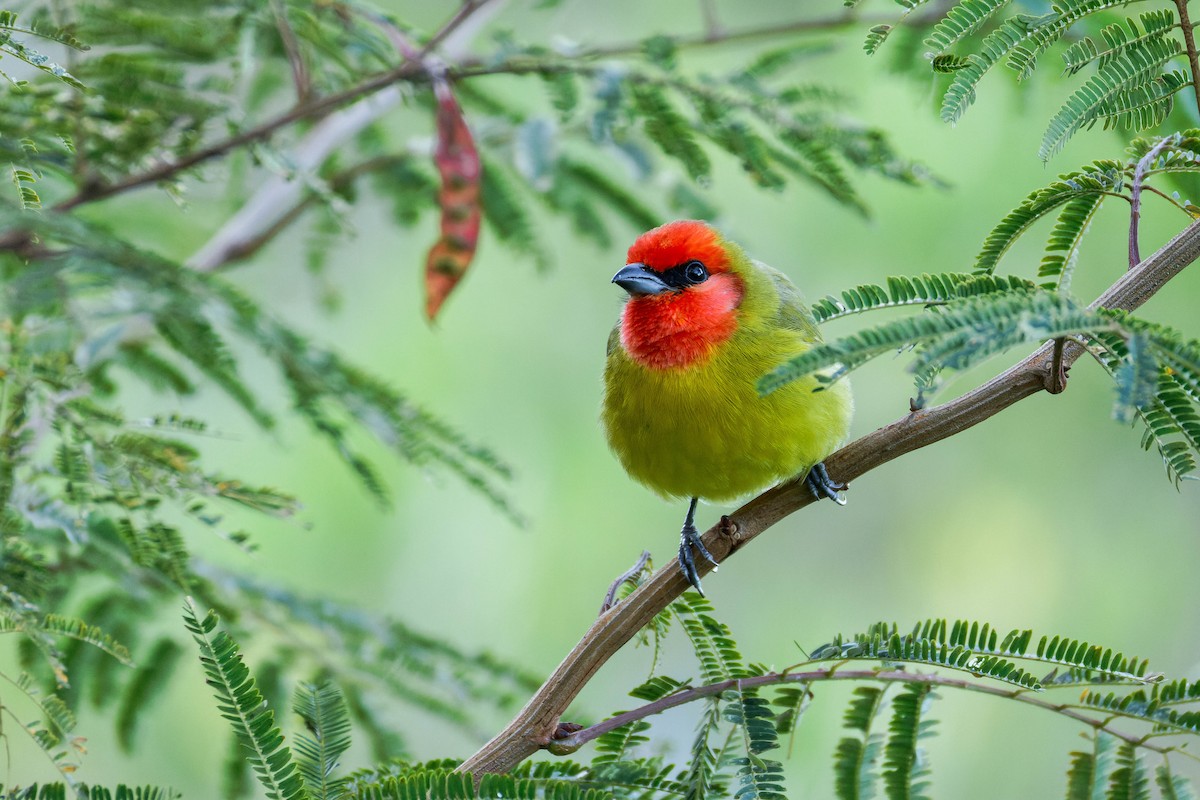 Піранга червоноголова - ML647662895