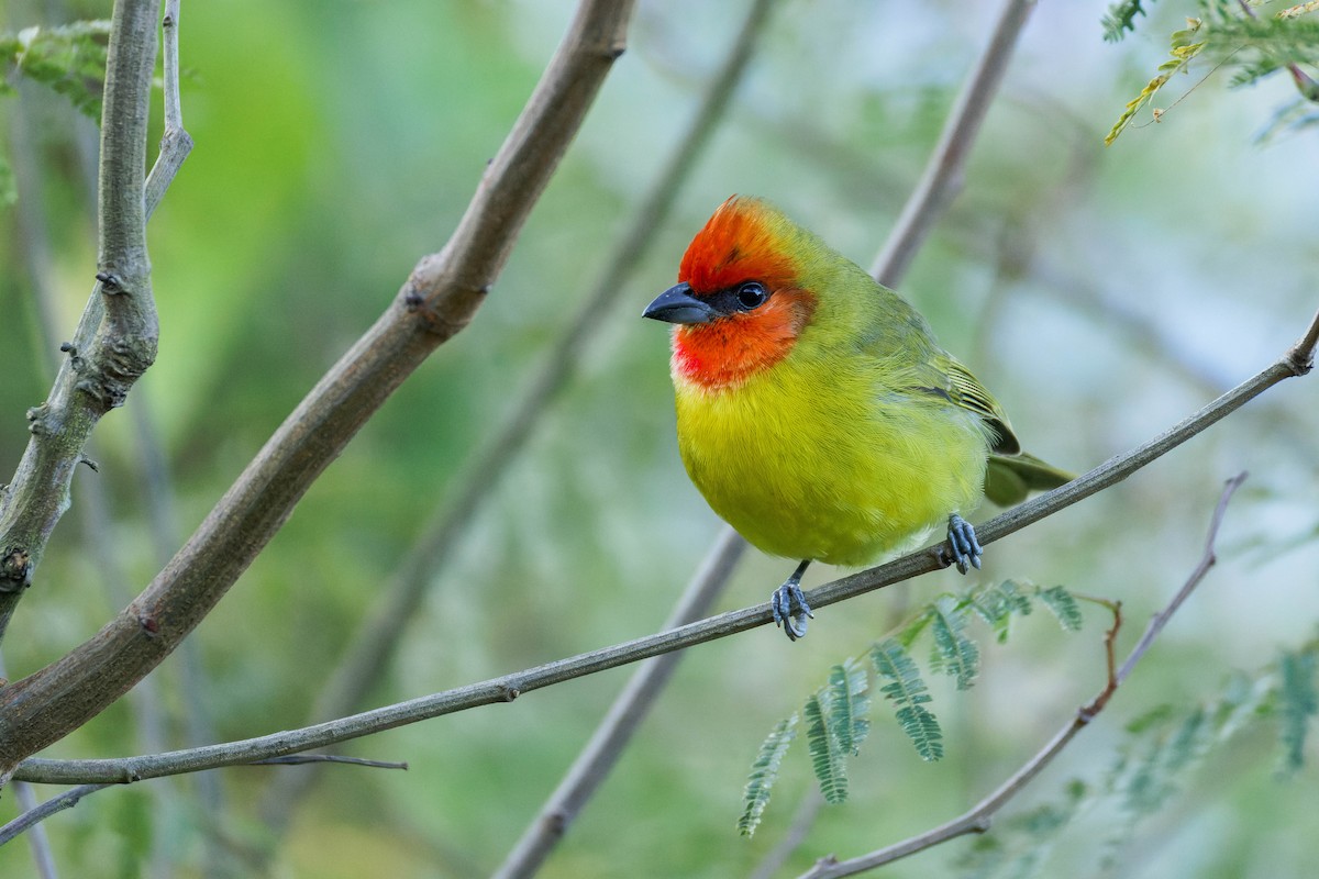 Піранга червоноголова - ML647662896