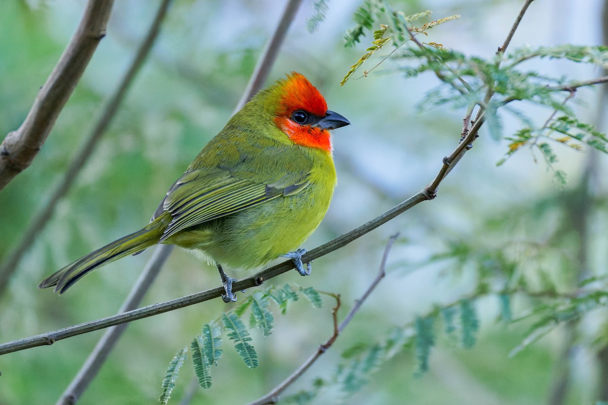 Піранга червоноголова - ML647662897