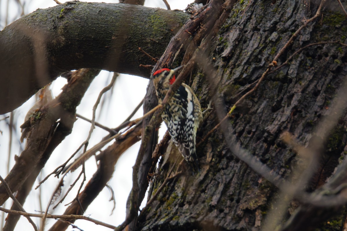 Дятел-смоктун жовточеревий - ML647662898