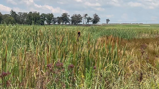 Вайдаг вогнистий - ML647662901